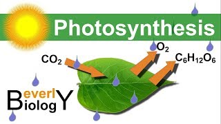 Photosynthesis in detail [upl. by Kowatch]