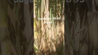 Sugarcane variety pb 95 [upl. by Nydnarb]