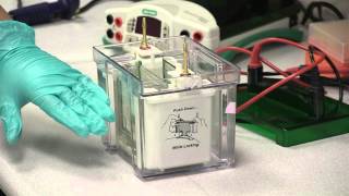 Electrophoresis Assembling amp Running An SDS Page Gel [upl. by Uv]