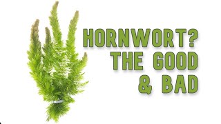 Hornwort  My Experience Keeping [upl. by Auof]