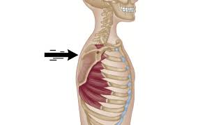 Serratus Anterior  Winged Scapula  Trigger Point Therapy [upl. by Alhak]