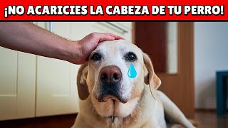 NO ACARICIES más la cabeza de tu perro hasta ver esto  ¡Quedarás en shock [upl. by Mloclam]