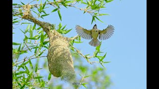 Amazing nest building bird Baya Weaver Bird [upl. by Spurgeon]