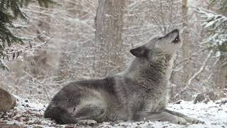 Wolfs Sweet Voice Inspires 50 Wolves to Howl [upl. by Medeah]