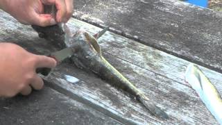 How To Skin and Fillet a Flathead  easily [upl. by Annabell]