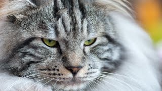 10 Pros and Cons of Owning a Kurilian Bobtail Cat🙄🤔😘👀 [upl. by Leggett]