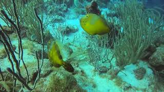 White Spotted Filefish [upl. by Hairas]