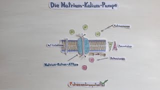 Die NatriumKaliumPumpe [upl. by Major]