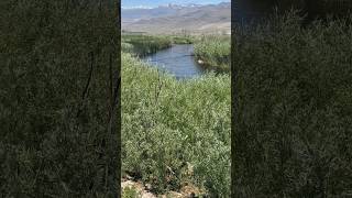 The Best Trout fishing in California Owens River  shorts trout fishing [upl. by Almita953]