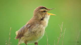 コヨシキリ（1）さえずり（クローズアップ）  Blackbrowed reedwarbler  Wild Bird  野鳥 動画図鑑 [upl. by Nohtanoj742]