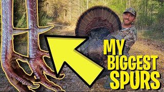 Huge SPURRED GOBBLER Awesome Gobbling Audio [upl. by Euqirne495]