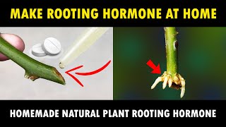 How To Make Rooting Hormone At Home  6 Easy Ways To Make Organic Rooting Hormone [upl. by Erminna]