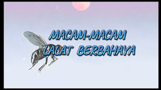 MacamMacam Lalat Berbahaya [upl. by Hgieloj]