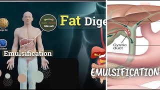 Emulsification definition and explanation with animated digestive system [upl. by Eilsew971]