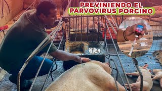 Así puedes prevenir el parvovirus porcino en tus cerdas  Granja San Lucas [upl. by Cathrine727]