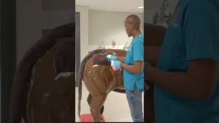 Intramuscular injection of gluteal muscle bull [upl. by Jaine]