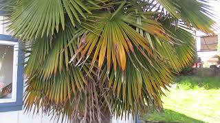 How the Perfect Trachycarpus fortunei Palm should look [upl. by Thirza344]