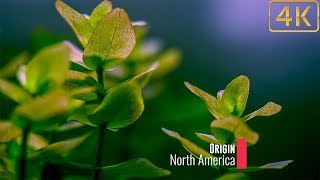 Popular Freshwater Plants Part 5 [upl. by Leizahaj]