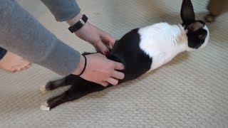 Rabbit being tickled then dragging his feet compilation [upl. by Enirac]