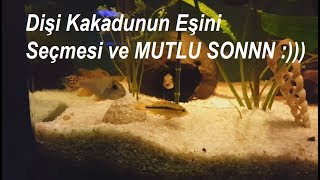 Apistogramma Cacatuoides Çiftleşme Kur Yapma Üreme [upl. by Htilil602]