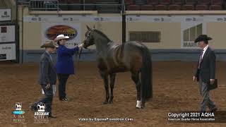 2021 AQHA Select 3YearOld Stallions [upl. by Esmerelda]