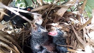 EP26Greater coucal bird Food for frogs and locusts for her baby to eat Review Bird Nest [upl. by Lrae]