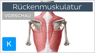 Oberflächliche Rückenmuskulatur  Aufbau und Funktion Vorschau  Kenhub [upl. by Einafit345]