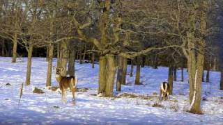 Wildlife of Manitoulin Island Ontario Canada [upl. by Nea]