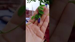 garden nature gardening flowers plants flower plant devbhumi subscribe youtubeshorts [upl. by Caldera649]