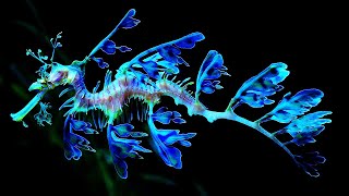 10 Most Beautiful Seahorses In The World [upl. by Haodnanehs86]