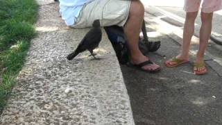 A Very Smart Bird  Thirsty crow comes to humans for help [upl. by Rains]