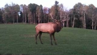 Le Wapiti au Parc Oméga en période de rut [upl. by Llebana]