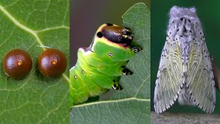 The life cycle of a Moth  Butterfly [upl. by Nelleyram]