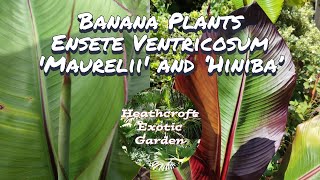 Banana Plants Ensete Ventricosum Maurelii and Hiniba [upl. by Eimas]