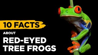 10 Fascinating Facts About RedEyed Tree Frogs [upl. by Deck800]