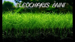 ELEOCHARIS MINI un Tapizado Natural [upl. by Rolland]