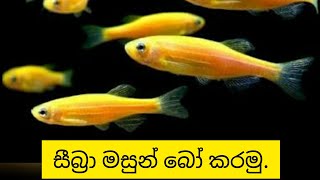 Zebra fish breeding sinhala [upl. by Dnomsaj]