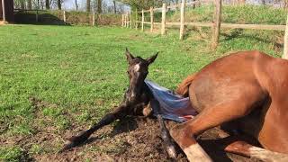 Fohlengeburt  Birth of Filly quotPerfect Dayquot April 18 2018 [upl. by Lieno299]