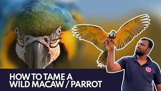 How to tame a WILD Macawparrot  एक तोते को टेम कैसे करें macaws training tame [upl. by Licko831]