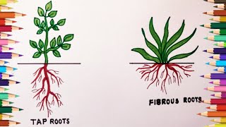 How to draw tap root amp fibrous root easily taproot system amp fibrous root system easy drawing [upl. by Chiles]