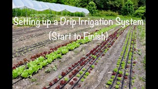 Setting up a Drip Irrigation System Start to Finish [upl. by Arette156]