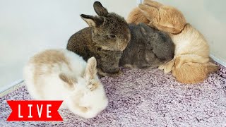 🧡LIVE Bunny Cam Baby Bunnies Playing [upl. by Adehsor]