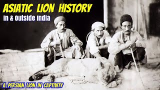 Asiatic Lion History  In amp Outside Of India [upl. by Daub607]