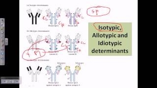 Isotype allotype and idiotype [upl. by Lamrej]