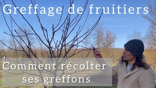 Greffage  Comment récolter et conserver ses greffons [upl. by Accisej]