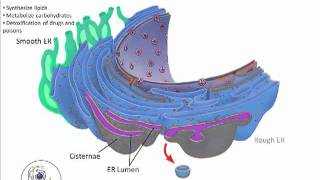 Endoplasmic Reticulummp4 [upl. by Juditha423]