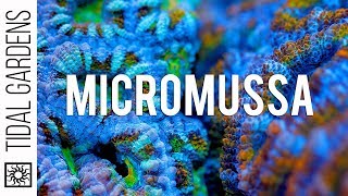 Micromussa Acanthastrea Coral Care Tips [upl. by Hesoj]