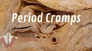 What Are Period Cramps [upl. by Yenitsed]