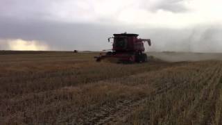 Case IH 8230 and 2388 harvesting canola [upl. by Ledah]