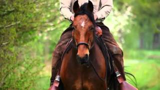 Bosal  mit Leichtigkeit und Eleganz gebisslos reiten [upl. by Nawud]